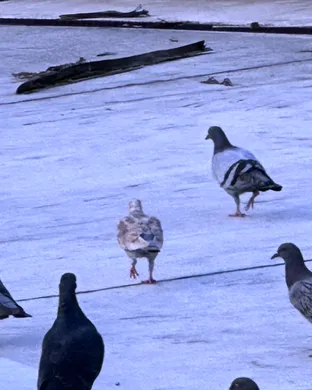 Disco Dom San Francisco