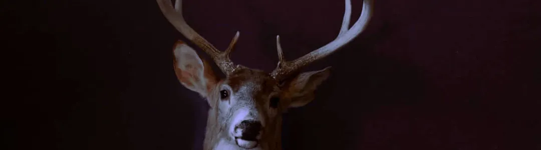 Racing Mount Pleasant