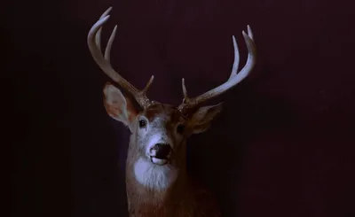 Racing Mount Pleasant